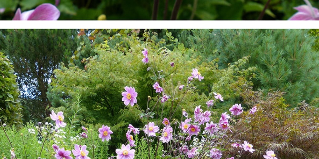 Hoo House Nursery - Anemone x hybrida 'Queen Charlotte'