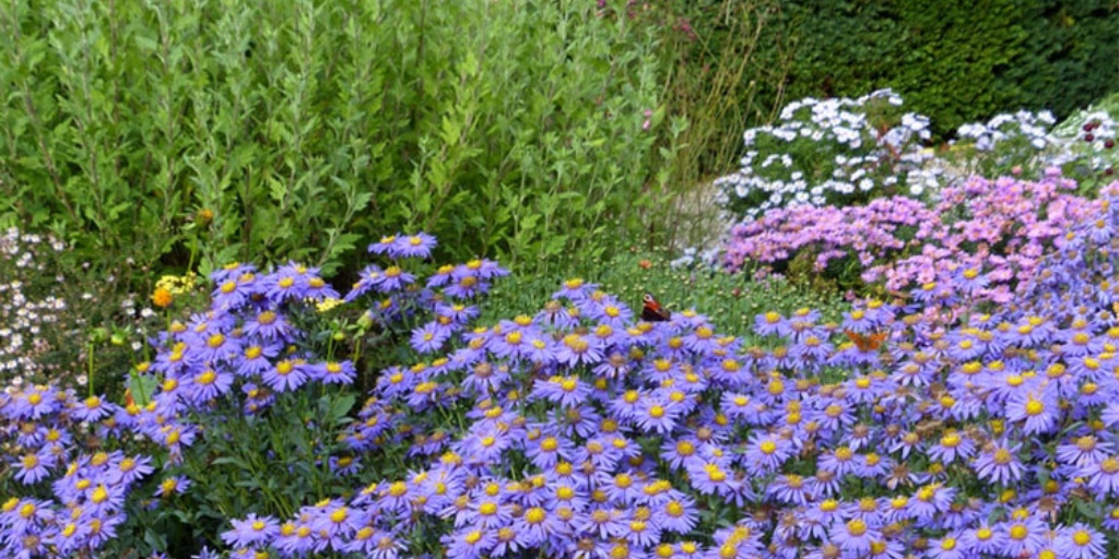 Hoo House Nursery - Aster amellus 'Forncett Flourish'