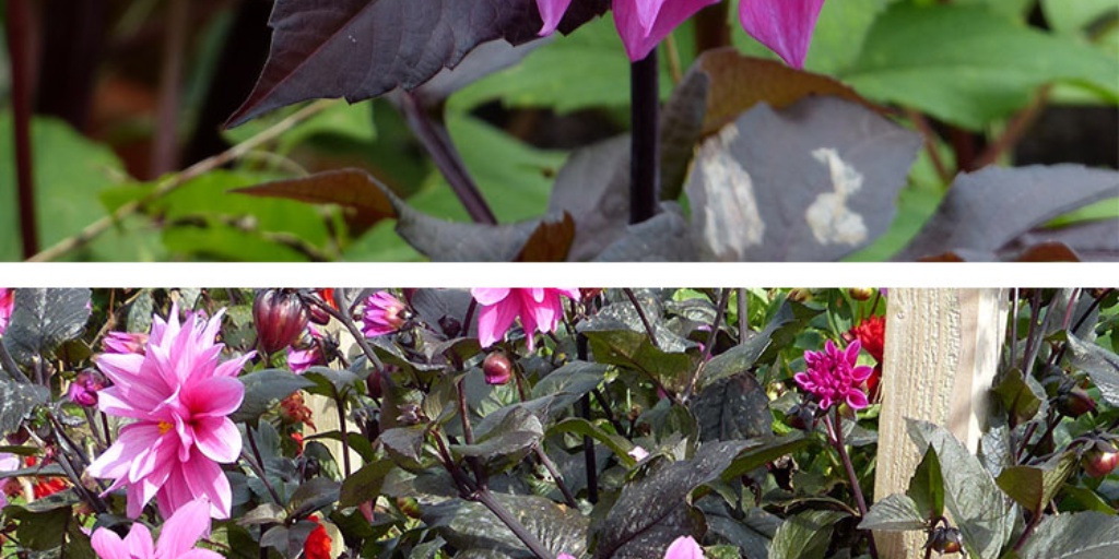 Hoo House Nursery - Dahlia 'Fascination'
