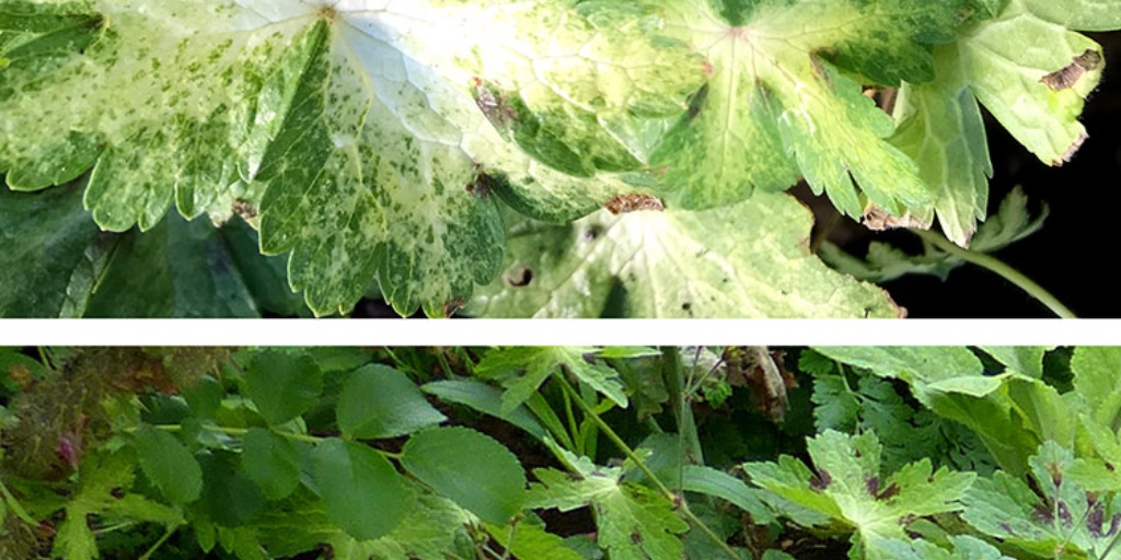 Hoo House Nursery - Geranium phaeum 'Lisa'