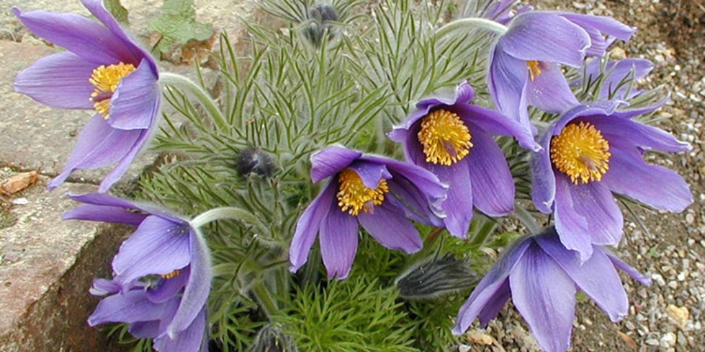 Hoo House Nursery - Pulsatilla vulgaris