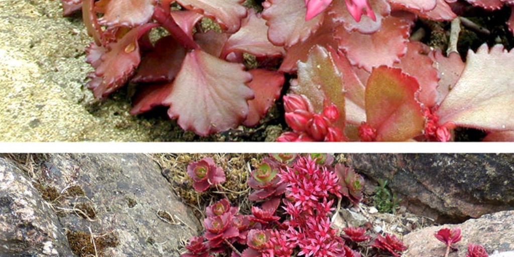 Hoo House Nursery Sedum Spurium Dragon S Blood